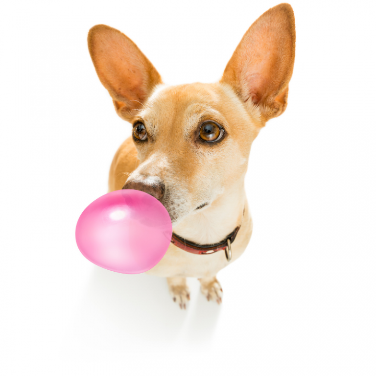 Leia mais sobre o artigo Como Tirar Chiclete do Sofá